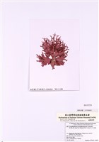 藏品(膜狀隱藻)的圖片